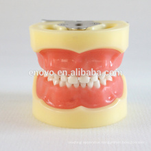 24pcs Removable Teeth Children Standard Dental Model 13003